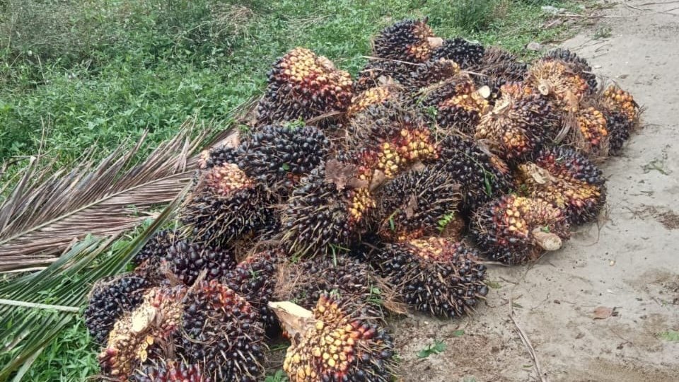 Dugaan Pencurian TBS di Afdeling 4 Kebun Marihat Disorot, Manajemen Diminta Transparan