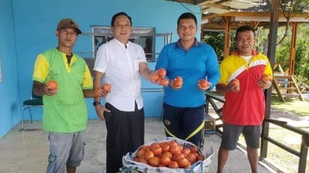 Panen Perdana Tanaman Tomat Warga Binaan Lapas Narkotika Kelas II A Pematangsiantar