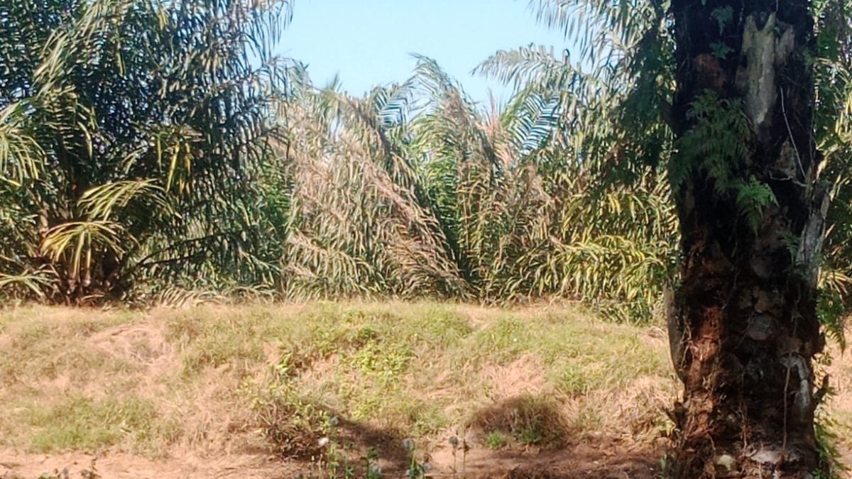 Diduga Tak Efektif, Pengendalian Ulat Kantung di Kebun Marihat PTPN IV Disorot