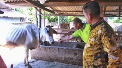 Bupati dan Ketua DPRD Simalungun Tanggapi Laporan Masyarakat Terkait PMK di Kecamatan Gunung Malela