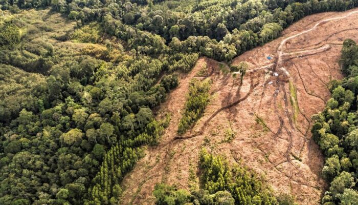 WALHI : Ekosistem Danau Toba Rusak Sejak Hadirnya Perusahaan Hutan Tanaman Industri