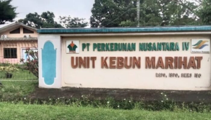 Lonjakan Serangan Ulat Kantung Mengancam TBM-3 Kebun Marihat, PTPN IV Hadapi Risiko Kerugian