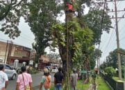 Forkopimca Siantar dan Instansi Terkait Tertibkan Pohon Rawan Tumbang di Jalur Vital Kecamatan Siantar