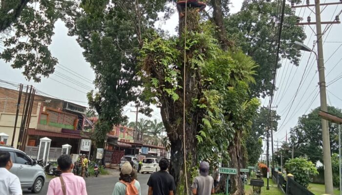 Forkopimca Siantar dan Instansi Terkait Tertibkan Pohon Rawan Tumbang di Jalur Vital Kecamatan Siantar