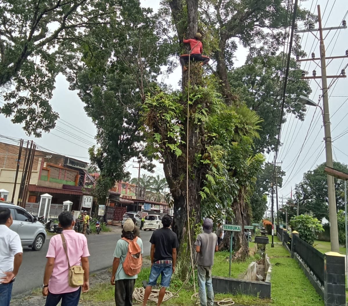Forkopimca Siantar dan Instansi Terkait Tertibkan Pohon Rawan Tumbang di Jalur Vital Kecamatan Siantar