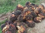 Dugaan Pencurian TBS di Afdeling 4 Kebun Marihat Disorot, Manajemen Diminta Transparan