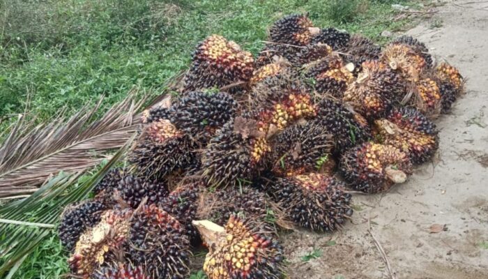 Dugaan Pencurian TBS di Afdeling 4 Kebun Marihat Disorot, Manajemen Diminta Transparan
