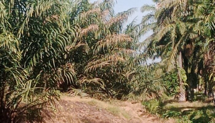 Diduga Tak Efektif, Pengendalian Ulat Kantung di Kebun Marihat PTPN IV Disorot