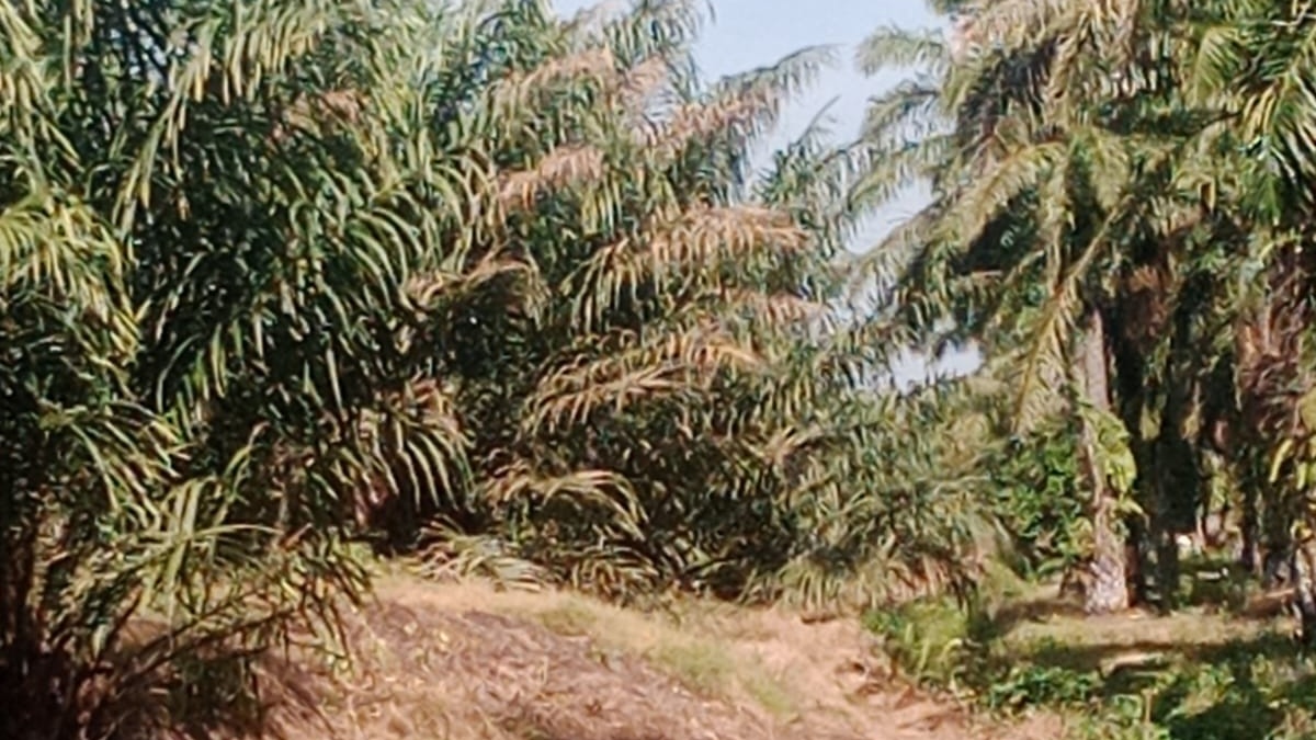 Diduga Tak Efektif, Pengendalian Ulat Kantung di Kebun Marihat PTPN IV Disorot