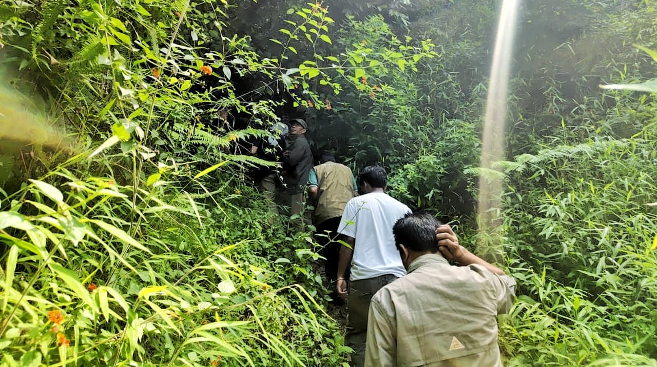 Temuan Bangkai Satwa Liar di Kelurahan Girsang: BKSDA dan Camat Tegaskan Bukan Harimau Sumatra, Melainkan Macan Akar